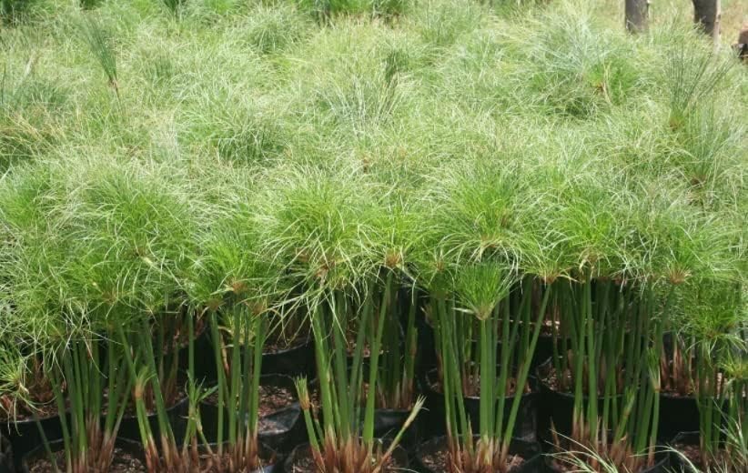 Giant Egyptian Papyrus | 3 Live Plants | Cyperus Large Shade & Wet Tolerant Aquatic Foliage