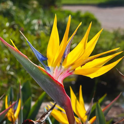 Yellow Bird of Paradise Plant Live Houseplant, 5-12 Inch Tall, Ornamental Strelitzia Reginae Live Plant for Indoor Outdoor