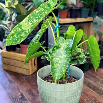 2 White Green Variegated Philodendron Live Plant 5-9" Tall, Rare Tropical Indoor Houseplant Home Garden