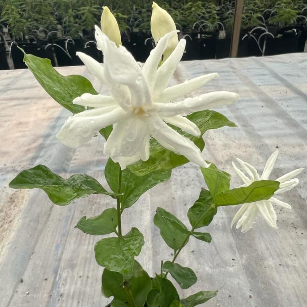 Jasmine Plant, Fragrant Jasmine Flower Vine 4-8 Inches Well Rooted for Container, Hanging Basket Growing (Common)