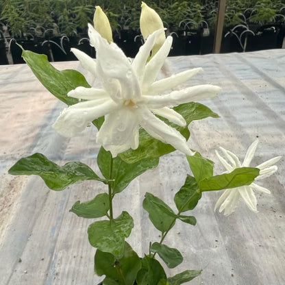 Jasmine Plant, Fragrant Jasmine Flower Vine 4-8 Inches Well Rooted for Container, Hanging Basket Growing (Common)