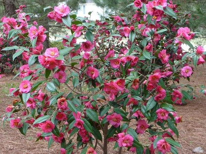 Kanjiro Camellia Flowering Shrub, 1 Gallon, Pink Blooms, Evergreen Plant