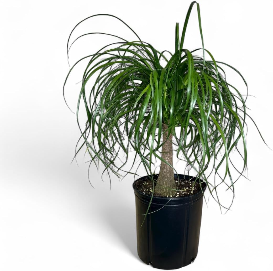 Ponytail Palm Elephant's Foot Live Plant for Indoor, Outdoor Use, 10-inch Grower Pot
