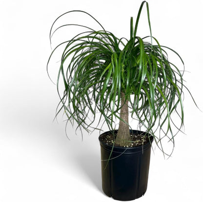 Ponytail Palm Elephant's Foot Live Plant for Indoor, Outdoor Use, 10-inch Grower Pot