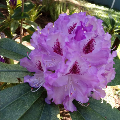 Rhododendrons Plant Live, Purple Black Rhododendron Shrub, Large Flowering Tree 1 Gallon Potted for Gardening