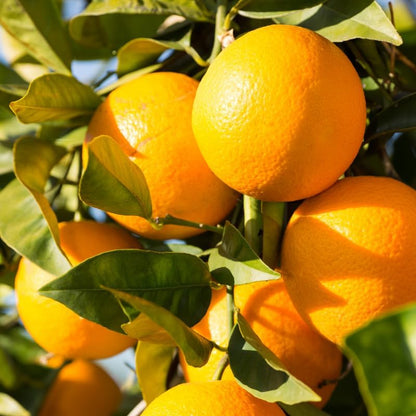Large Valencia Orange Tree Live Plant 2 to 3 Feet Tall, Valencia Orange Fruit Tree Live, Valencia Orange Outdoor Potted Tree No Ship to CA