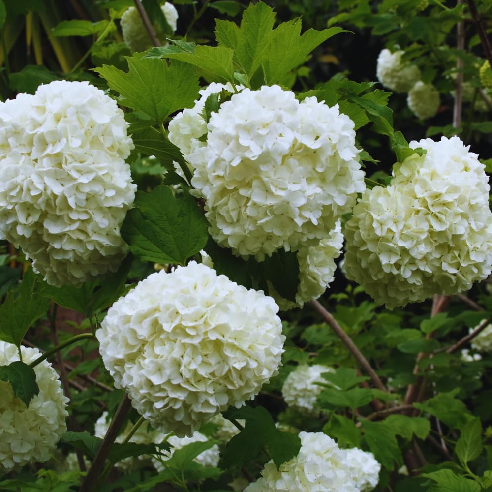 Snowball Bush Plant, Old Fashion Snowball Viburnum Bush Live Plant, 4 Inc Potted
