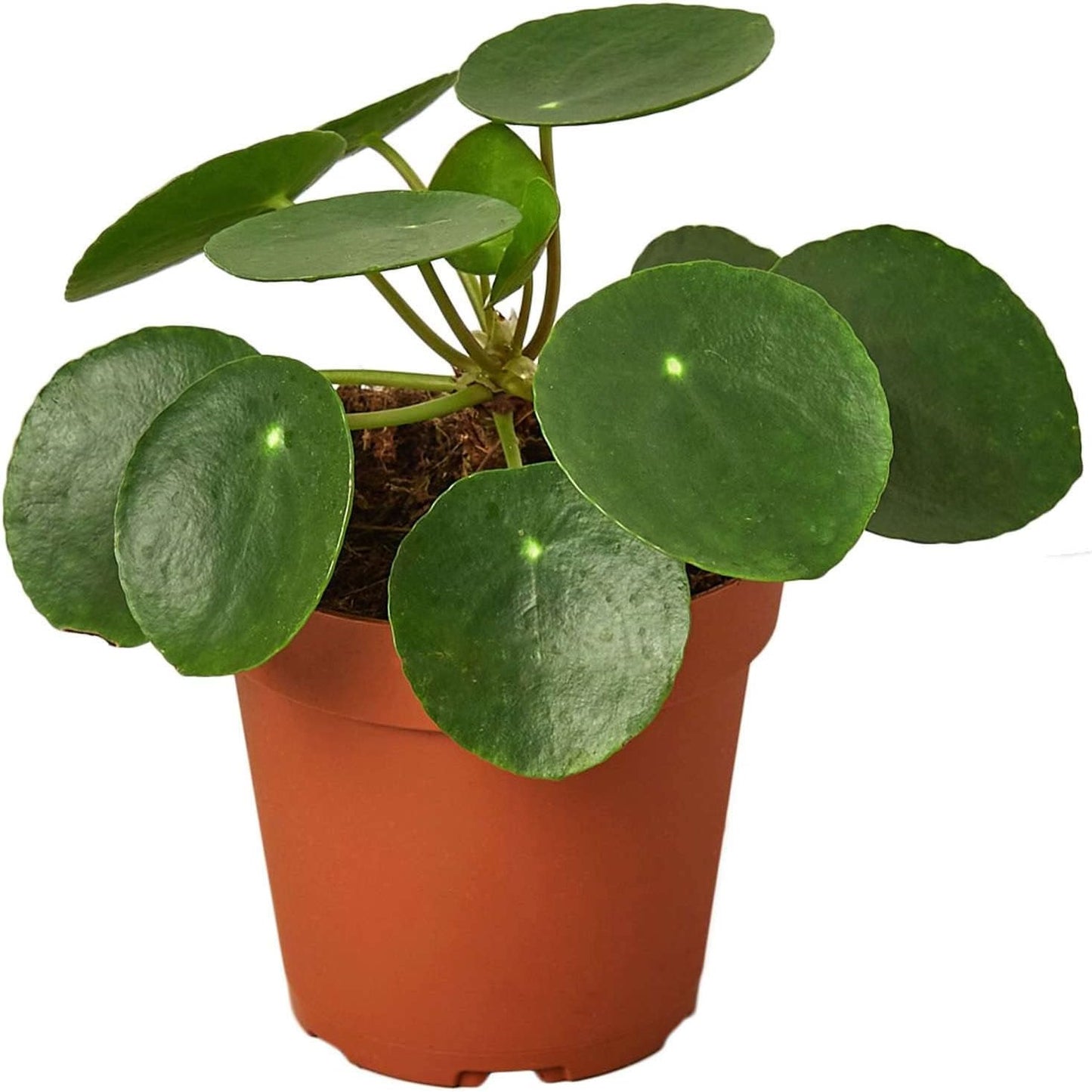 Pilea Peperomioides 'Chinese Money' Live Plant for Indoor | Different Houseplants in 4'' & 6'' Pot | Real House Plant for Living Room, Office, Desk & Bathroom | Friendship Plant