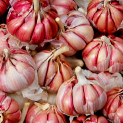 1 Pound Hard Neck Garlic for Planting in Fall, Red Chesnok Garlic Bulb for Planting, Fresh and High Yield, Cold Hardy, Planting Softneck Hardneck