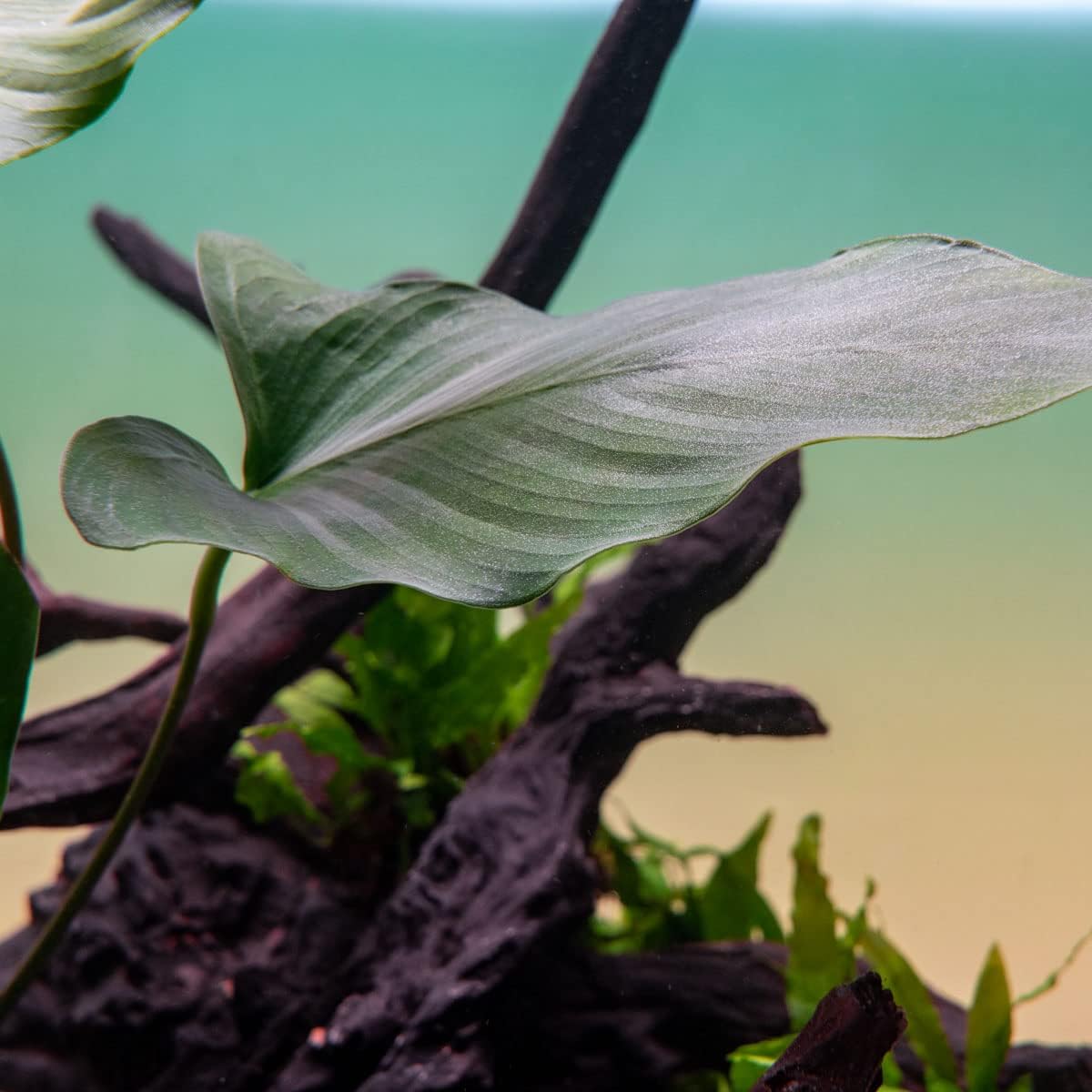SubstrateSource Anubias Live Aquarium Plants - Potted Freshwater Plant for Fish Tanks, Terrariums - Beginner Friendly Low Light (Hastifolia, 1 Pot)