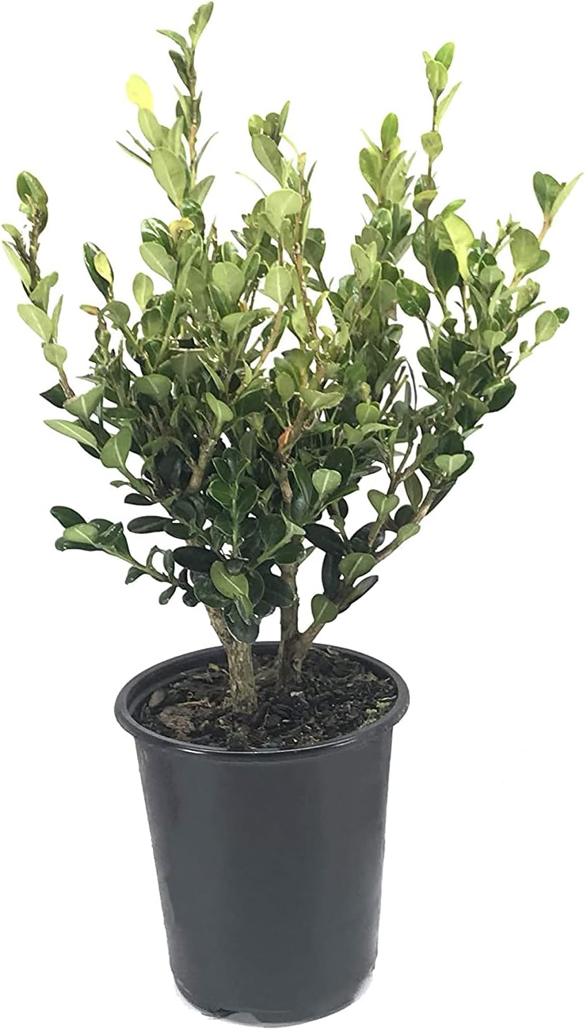 Winter Gem Boxwood | 1 Live 4 Inch Pot | Buxus Microphylla Japonica | Fast Growing Cold Hardy Formal Evergreen Shrub