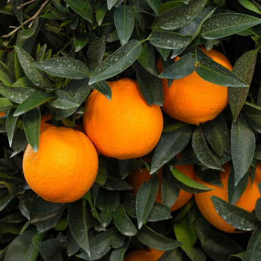 Orange Tree Plant Live in Pot, Sweet Navel Orange Citrus Fruit Tree for Planting, 2 to 3 Feet Tall Yellow Orange Citrus Plant in Pot, Live Orange Trees Plant, No Ship to CA