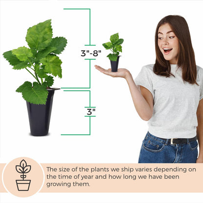 BlackBerry Thorny Plants Kiowa (4 Pack) Live for Sale | Easy to Grow Plants | Edible Fruit Plant for Sustainable Living | Grow Your own Food on Your Organic Garden | Live for Planting |