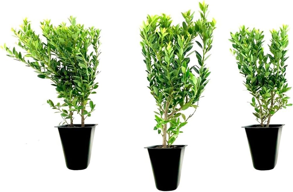 Hoogendoorn Holly Shrub I 3 Live Plants I Ilex Crenata | Lustrous Evergreen for Hedging, Privacy Screens, and Decorative Accents