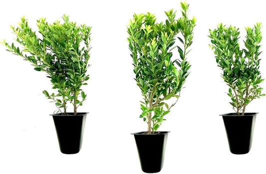 Hoogendoorn Holly Shrub I 3 Live Plants I Ilex Crenata | Lustrous Evergreen for Hedging, Privacy