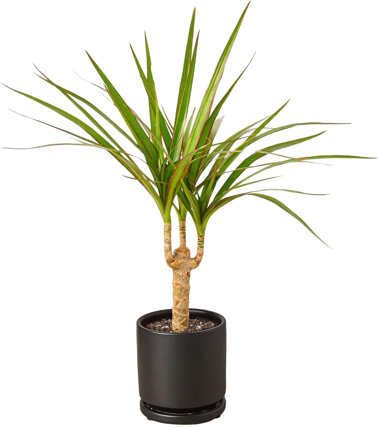 Dracaena Marginata Cane Live Plant for Indoor | Different Houseplants in 4'' & 6'' Pot | Real House Plant for Living Room, Office, Desk & Bathroom | Dragon Tree