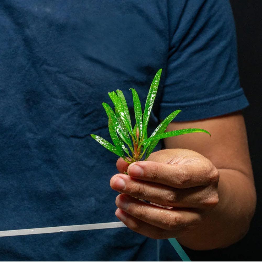 SubstrateSource Live Jungle Plant - Homalomena sp. 'Sub-Hasei' - Moderate Care, Low to Medium Light, Green Accent, Vivarium or Paludarium Terrestrial Rosette - Loose/Bare Root