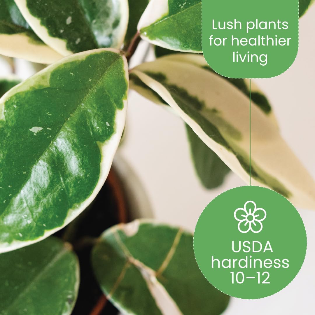 American Plant Exchange Hoya Carnosa 'Krimson Queen' Plant – 6-Inch Pot – Live Tricolor Wax Vine Succulent, Easy Care Houseplant for Home, Office, or Patio Decor