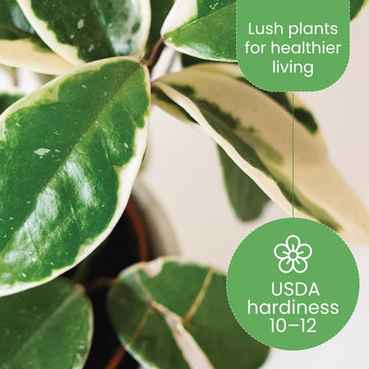 American Plant Exchange Hoya Carnosa 'Krimson Queen' Plant – 6-Inch Pot – Live Tricolor Wax Vine Succulent, Easy Care Houseplant for Home, Office, or Patio Decor
