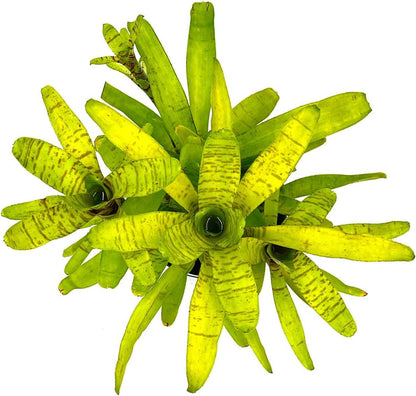ragnaroc Live Plants – Bromeliad Neoregelia Tigrina, 8-12" in 6" Pot - 1ct - Live Arrival Guaranteed - House Plants for Home Decor & Gift