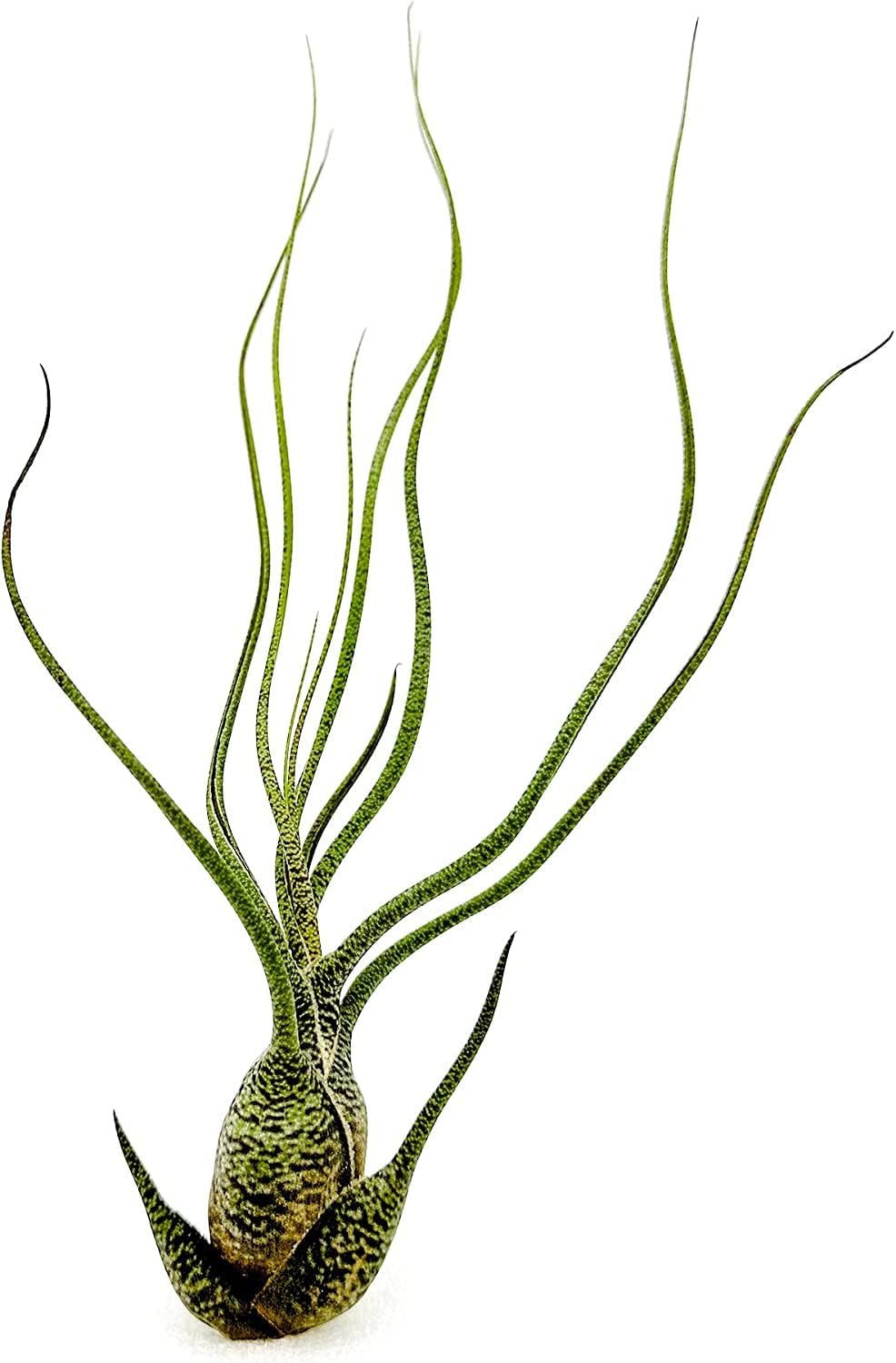 ragnaroc Live Air Plants - Tillandsia Butzii, Jumbo 7-9" - 2ct - Live Arrival Guaranteed - House Plants for Home Decor & Gift