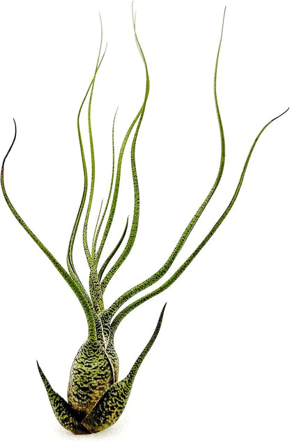ragnaroc Live Air Plants - Tillandsia Butzii, Jumbo 7-9" - 2ct - Live Arrival Guaranteed - House Plants for Home Decor & Gift