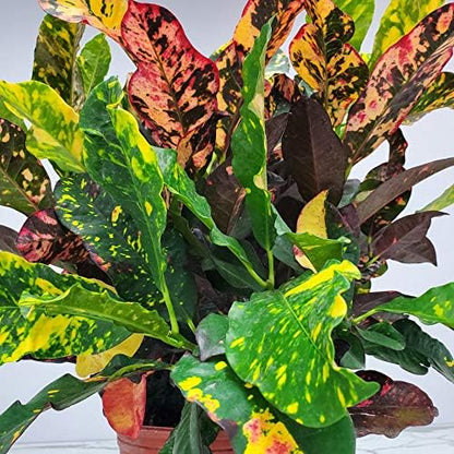 Croton Plants (Magnificent, 3 Gallon/10 Nursery Pot)