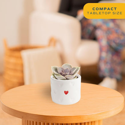 Costa Farms Mini Succulent Live Plant in Decorative Pot, Easy to Maintain Succulent Indoor Houseplant, Perfect for Home, Room, or Office Decor, Great House Warming or Birthday Gift, 2-3.5 Inches Tall