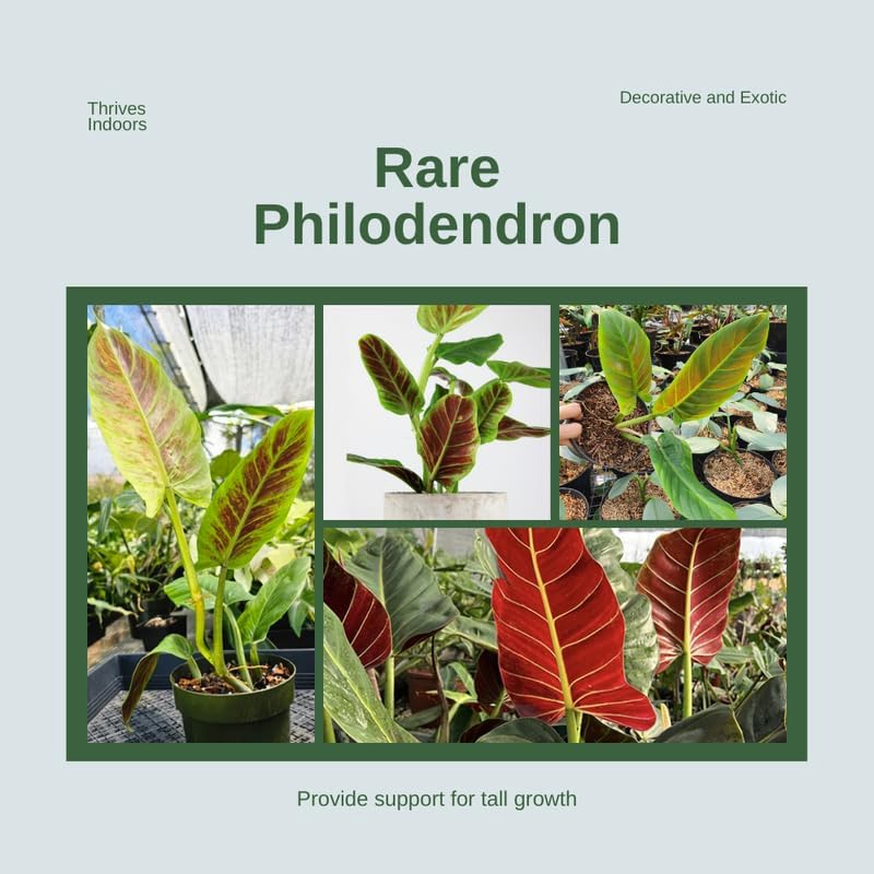 2 Rare Philodendron Live Plant 5-9" Tall, Rare Tropical Indoor Houseplant Home Garden