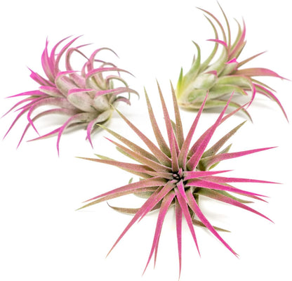Fuchsia Colorful Tillandsia Air Plants - Long Lasting Color Enhanced Live Tillandsia Succulent House Plants - Home and Garden Decor - Easy Care Indoor/Outdoor Plants (Ionantha Rubra, Single)