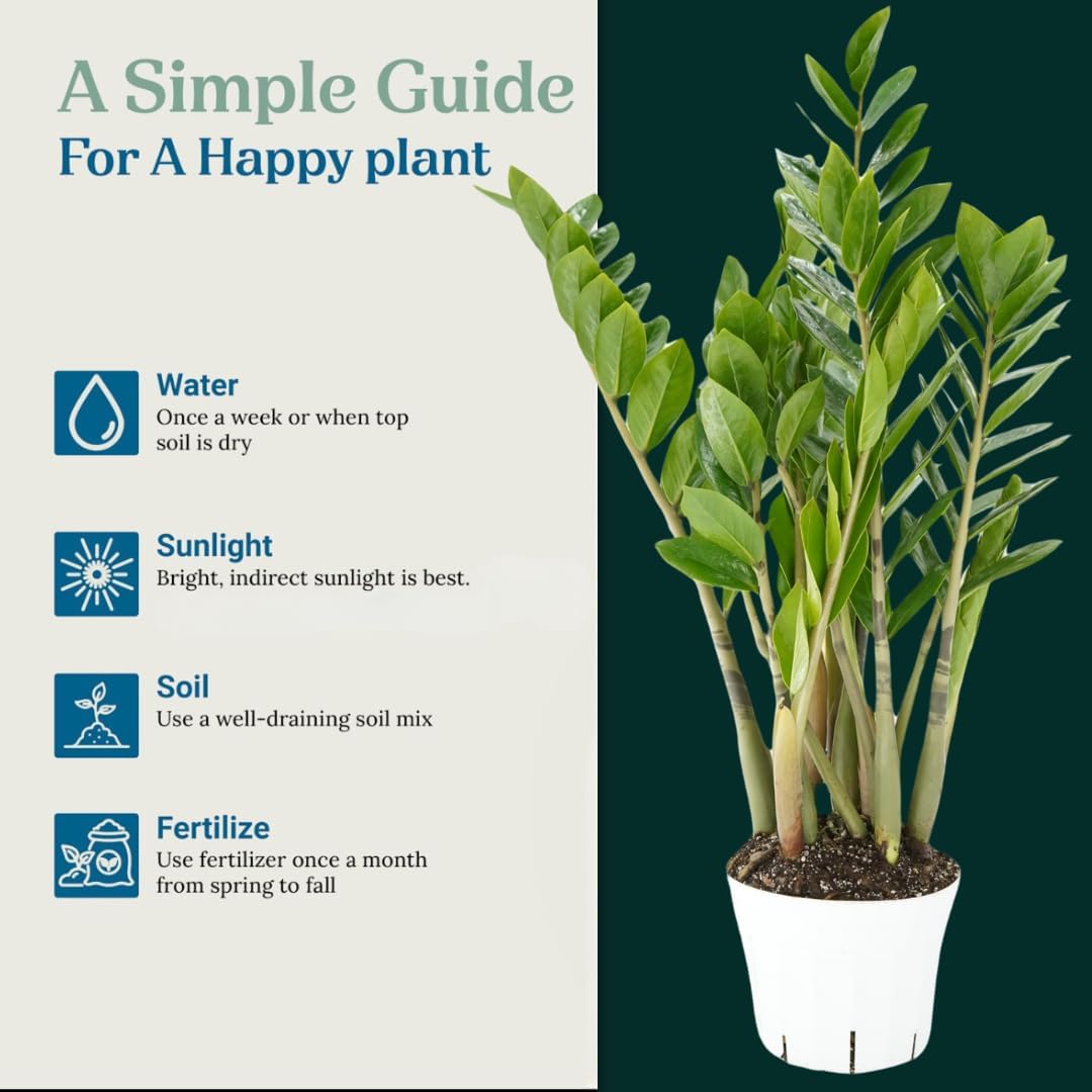 ZZ Plant Live - Air Purifier Indoor House Plant for Home Decor, Room Decor - Ideal Live Plant for Indoor Spaces - Plants Live Houseplants