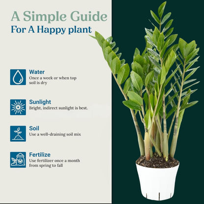 ZZ Plant Live - Air Purifier Indoor House Plant for Home Decor, Room Decor - Ideal Live Plant for Indoor Spaces - Plants Live Houseplants