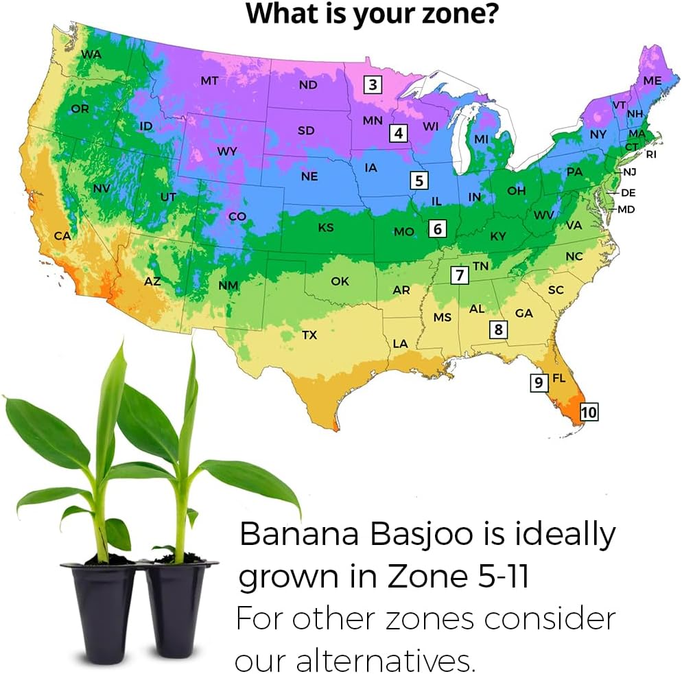 Banana Basjoo Plants (4 Pack) – Live Cold Hardy Banana Plants for Planting, Fast-Growing Ornamental Musa for Garden or Pots, Tropical Foliage, Thrives in Zones 5–11