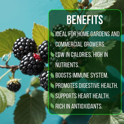 BlackBerry Plants Triple Crown (4 Pack) Live for Sale | Easy to Grow Plants | Edible Fruit Plant for Sustainable Living | Grow Your own Food on Your Organic Garden | Live for Planting |