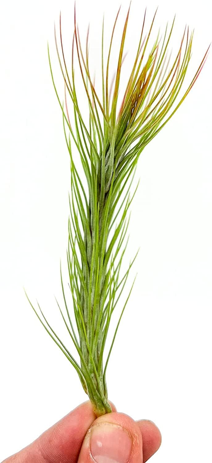 ragnaroc Air Plants - Tillandsia Funckiana Hybrid, Large 5-7" - 2ct - Live Arrival Guaranteed - House Plants for Home Decor & Gift