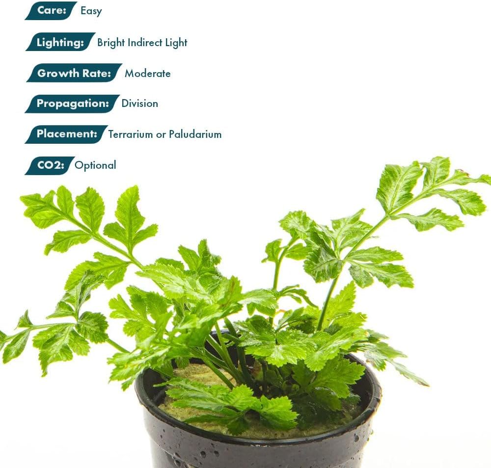 SubstrateSource Live Jungle Plants - Silver Lace Fern (Pteris ensiformis) - Bright Indirect Light, Variegated Green & White Accent, Terrarium or Paludarium, Freshwater Terrestrial Plant - Pot