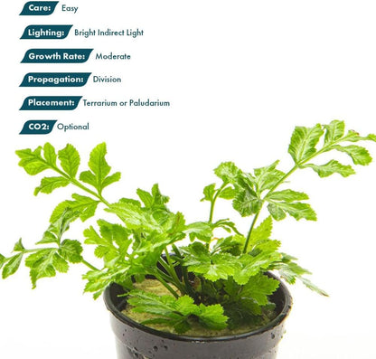 SubstrateSource Live Jungle Plants - Silver Lace Fern (Pteris ensiformis) - Bright Indirect Light, Variegated Green & White Accent, Terrarium or Paludarium, Freshwater Terrestrial Plant - Pot