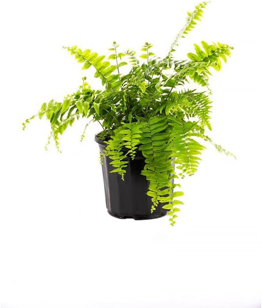 American Plant Exchange Macho Giant Sword Fern Plant – 6-Inch Pot – Live Hardy Air Purifying Fern