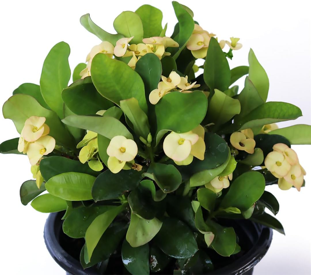 American Plant Exchange Live Crown of Thorns 'Yellow' – 6-Inch Pot – Flowering Succulent with Thick Stems and Soft Yellow Blooms, Drought-Tolerant Easy Care Plant for Sunny Windows, Patios & Gardens