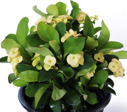 American Plant Exchange Live Crown of Thorns 'Yellow' – 6-Inch Pot – Flowering Succulent with Thick Stems and Soft Yellow Blooms, Drought-Tolerant Easy Care Plant for Sunny Windows, Patios & Gardens