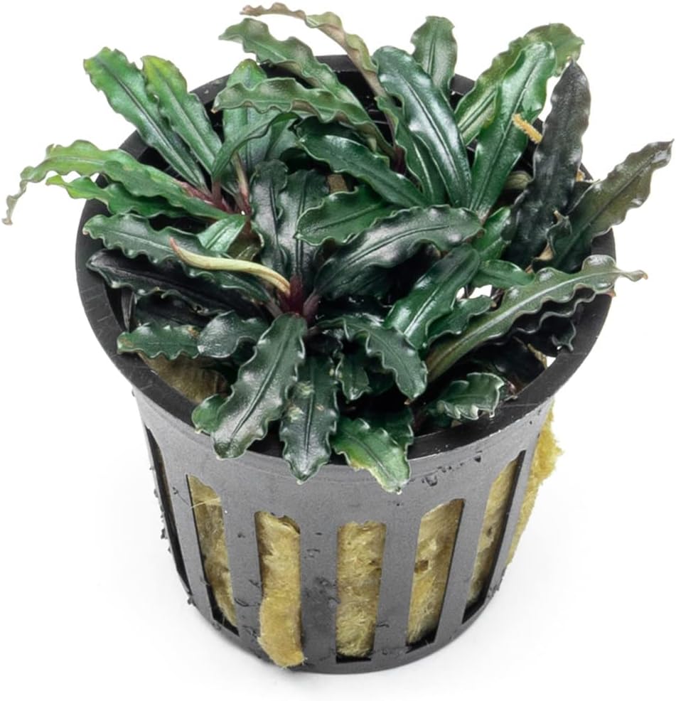 SubstrateSource Bucephalandra Red Blade Potted Live Aquarium Plant - Natural Freshwater Fish Tank Decorations, Aquatic Décor