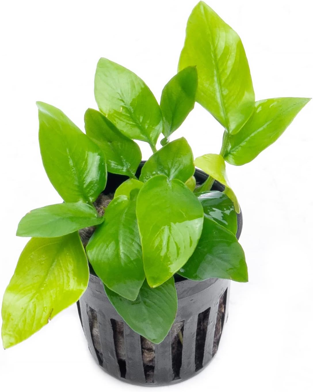 SubstrateSource Anubias Live Aquarium Plants - Potted Freshwater Plant for Fish Tanks, Terrariums - Beginner Friendly Low Light (Nana Golden, 3 Pots)