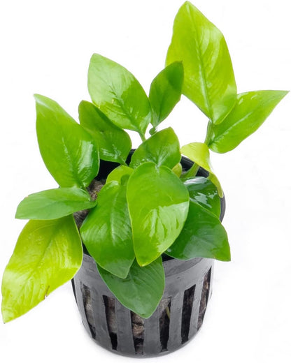 SubstrateSource Anubias Live Aquarium Plants - Potted Freshwater Plant for Fish Tanks, Terrariums - Beginner Friendly Low Light (Nana Golden, 1 Pot)