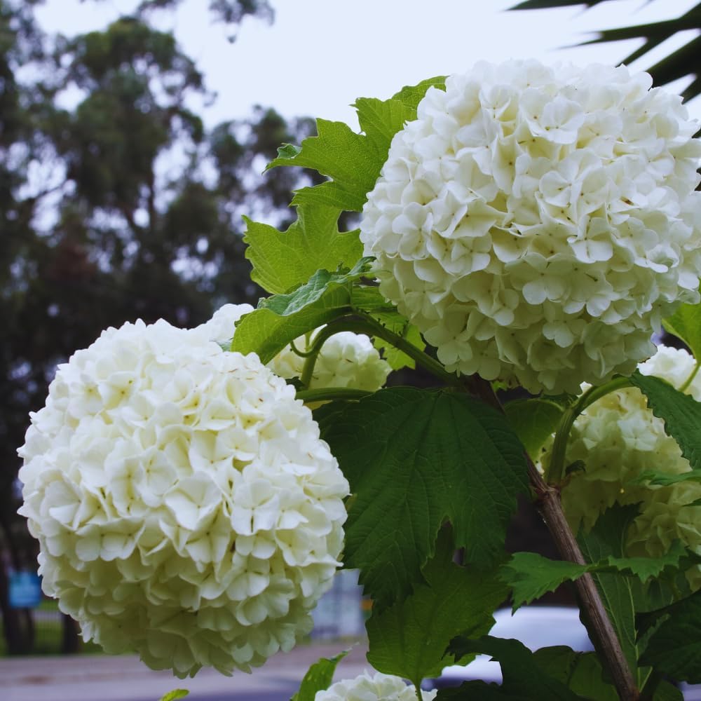 Snowball Bush Plant, Old Fashion Snowball Viburnum Bush Live Plant, 4 Inc Potted