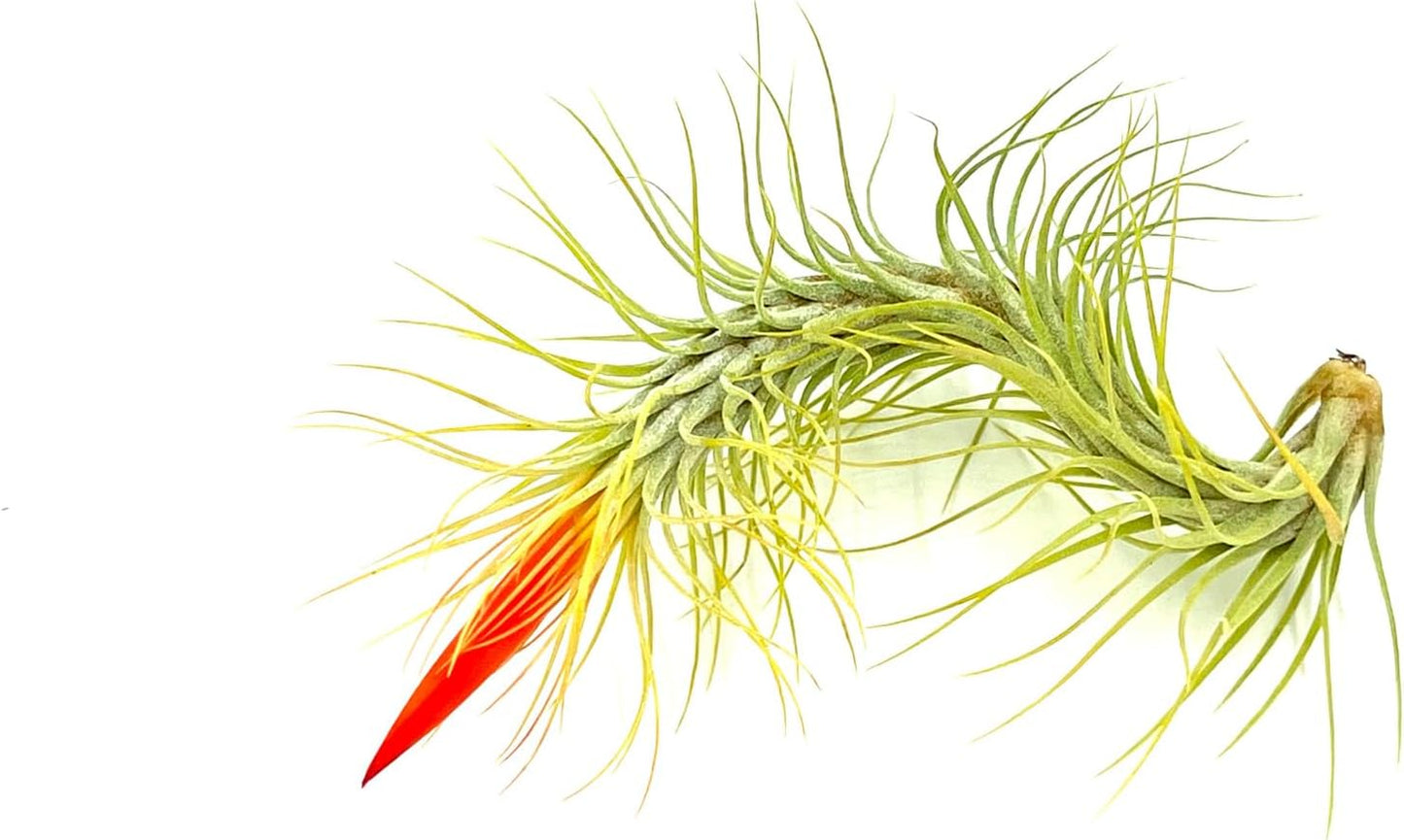 ragnaroc Air Plants - Tillandsia Funckiana Hybrid, Large 5-7" - 2ct - Live Arrival Guaranteed - House Plants for Home Decor & Gift