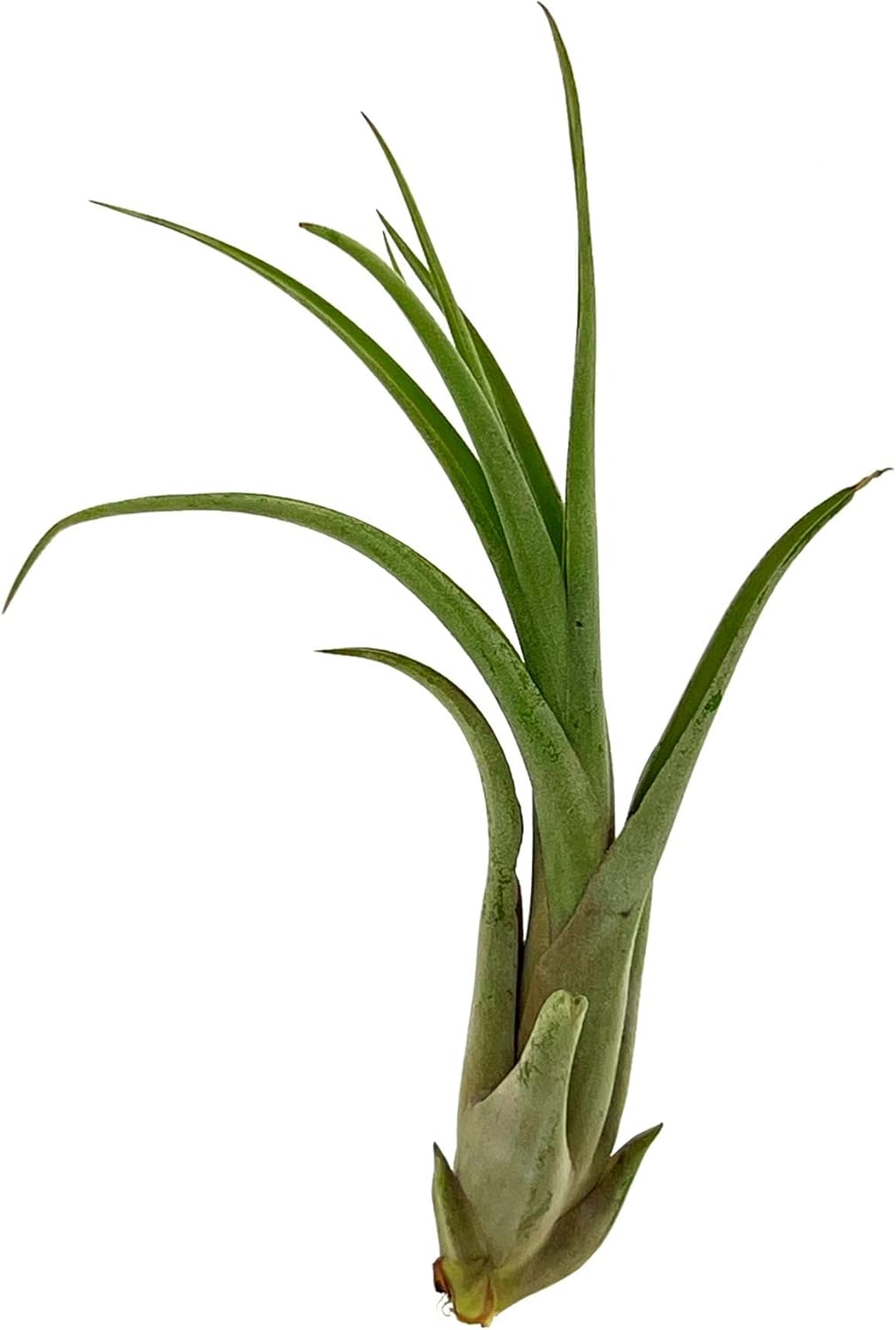 ragnaroc Live Air Plant – Tillandsia Capiput, Jumbo 6-9” - 3 ct - Live Arrival Guaranteed - House Plants for Home Decor & Gift