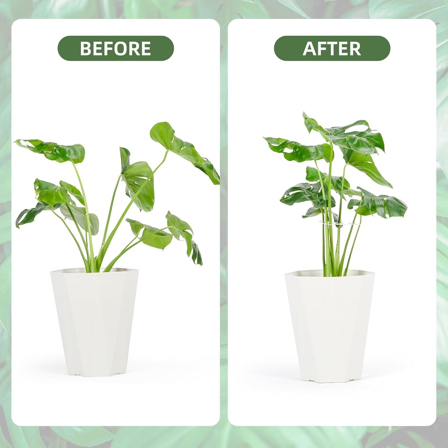6PCS Iron Monstera Plant Support, Uniquely Designed Indoor Plant Accessories, Stable Plant Support Stakes for Indoor Plant, Turtle Shell Bamboo Clamp Set for Thriving Growth