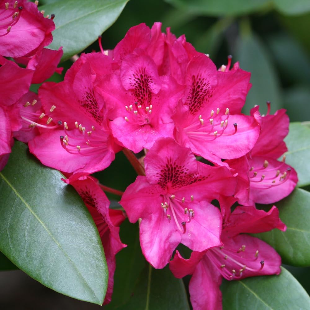 Rhododendrons Plant Live, Dark Pink Rhododendron Shrub, Large Flowering Tree 1 Gallon Potted for Gardening