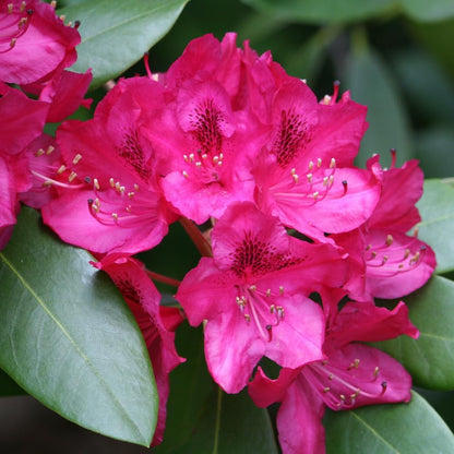 Rhododendrons Plant Live, Dark Pink Rhododendron Shrub, Large Flowering Tree 1 Gallon Potted for Gardening
