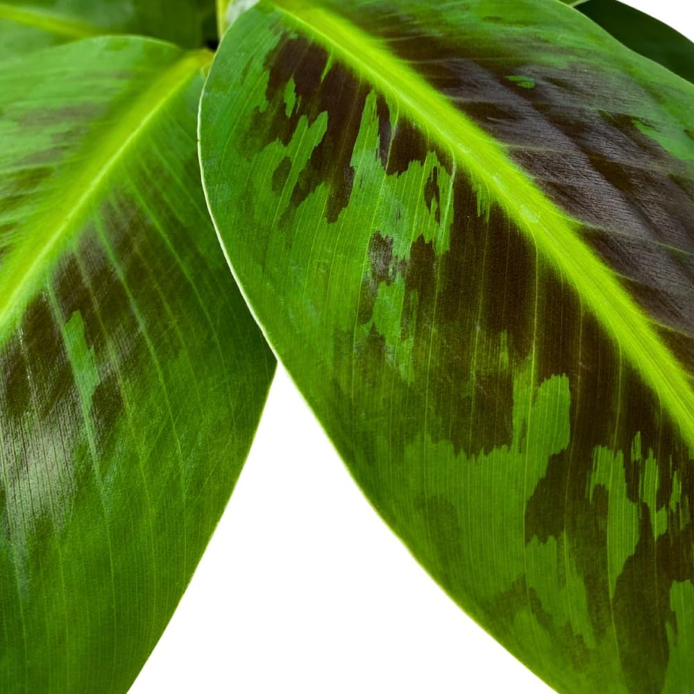 BubbleBlooms Dwarf Cavendish Banana Tree in a 6 inch Pot